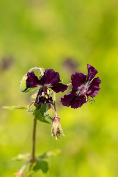 Brauner storchschnabel Geranium phaeum 5-10 Topf P9 Geranium phaeum