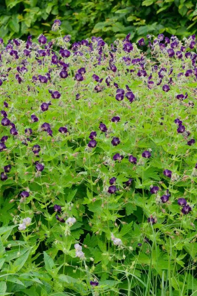 Schwarzer storchschnabel Geranium phaeum 'Raven' 5-10 Topf P9 Geranium phaeum 'Raven'