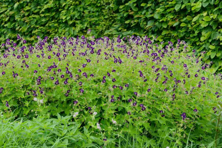 Schwarzer storchschnabel Geranium phaeum 'Raven' 5-10 Topf P9 Geranium phaeum 'Raven'