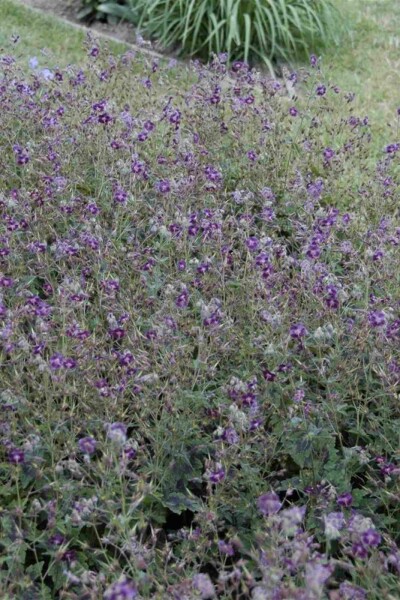 Dunkler storchschnabel Geranium phaeum 'Samobor' 5-10 Topf P9 Geranium phaeum 'Samobor'