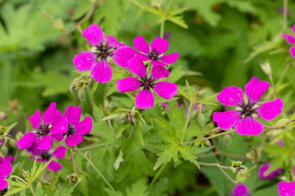 Armenischer storchschnabel Geranium psilostemon 5-10 Topf P9 Geranium psilostemon