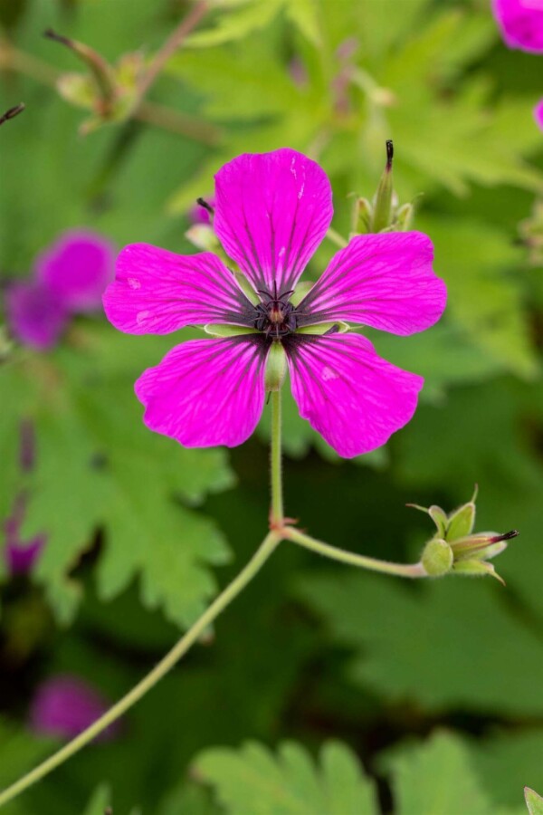 Armenischer storchschnabel Geranium psilostemon 5-10 Topf P9 Geranium psilostemon