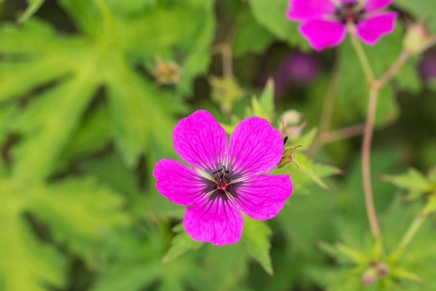 Armenischer storchschnabel Geranium psilostemon 5-10 Topf P9 Geranium psilostemon