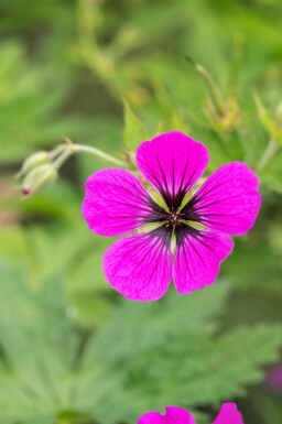Armenischer storchschnabel Geranium psilostemon 5-10 Topf P9 Geranium psilostemon