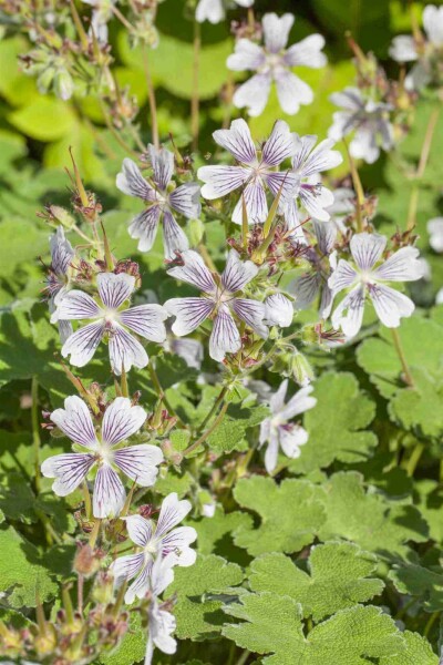 Storchschnabel Geranium renardii 5-10 Topf P9 Geranium renardii