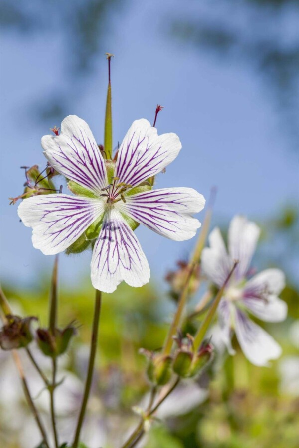 Storchschnabel Geranium renardii 5-10 Topf P9 Geranium renardii