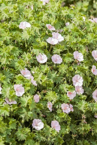 Blutroter storchschnabel Geranium sanguineum 'Apfelblüte' 5-10 Topf P9 Geranium sanguineum 'Apfelblüte'