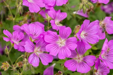 Storchschnabel Geranium gracile 'Sirak' 5-10 Topf P9 Geranium gracile 'Sirak'