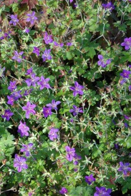 Storchschnabel Geranium wlassovianum 5-10 Topf P9 Geranium wlassovianum