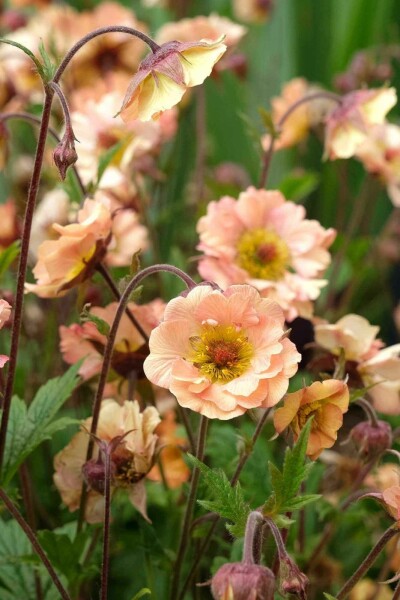 Nelkenwurz Geum chiloense 'Mai Tai' 5-10 Topf P9 Geum chiloense 'Mai Tai'