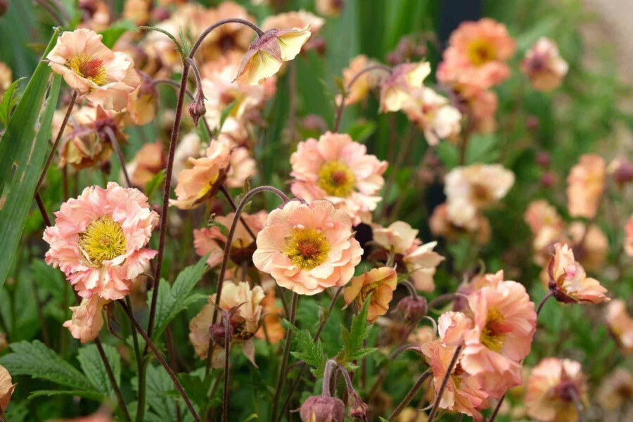 Nelkenwurz Geum chiloense 'Mai Tai' 5-10 Topf P9 Geum chiloense 'Mai Tai'