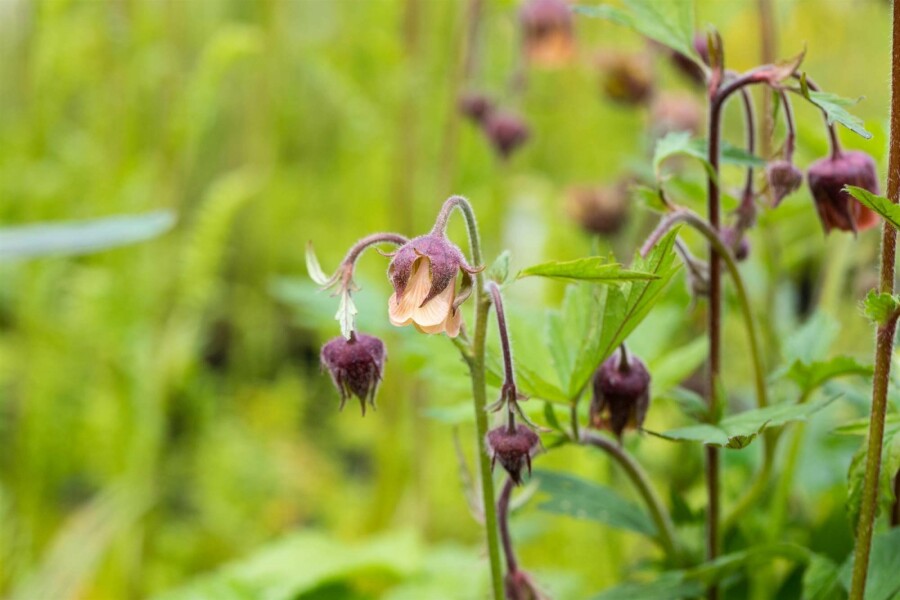 Bachnelkenwurz Geum rivale 5-10 Topf P9 Geum rivale