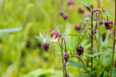 Bachnelkenwurz Geum rivale 5-10 Topf P9 Geum rivale