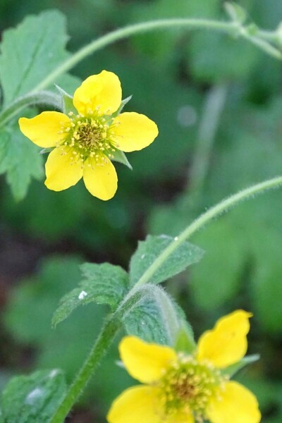 Echte nelkenwurz Geum urbanum 5-10 Topf P9 Geum urbanum