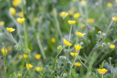 Echte nelkenwurz Geum urbanum 5-10 Topf P9 Geum urbanum