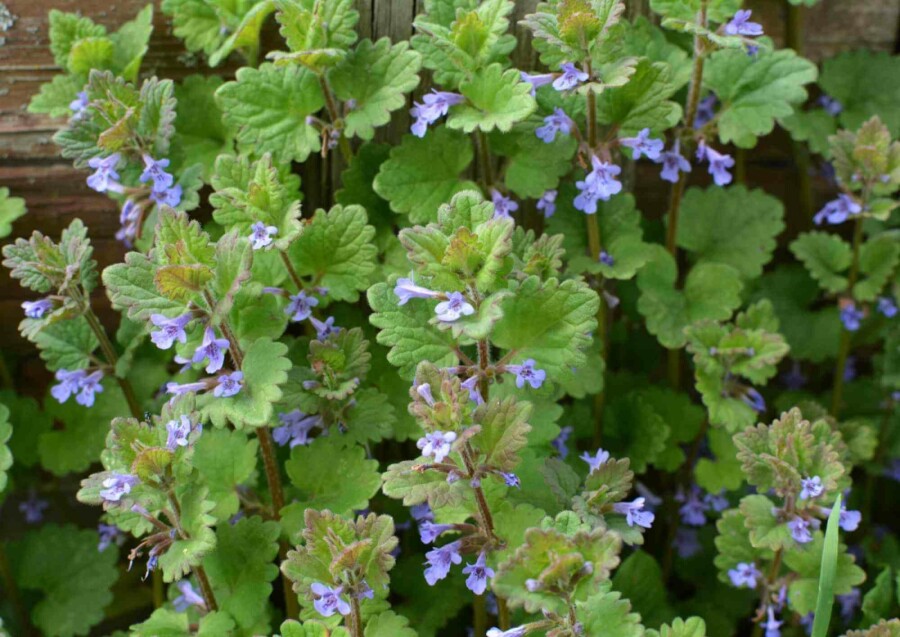 Gundermann Glechoma hederacea 5-10 Topf P9 Glechoma hederacea