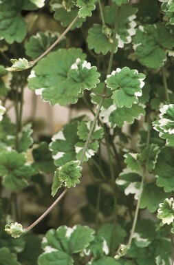Gundermann Glechoma hederacea 'Variegata' 5-10 Topf P9 Glechoma hederacea 'Variegata'