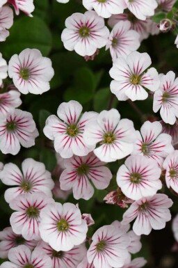 Schleierkraut Gypsophila cerastioides 5-10 Topf P9 Gypsophila cerastioides