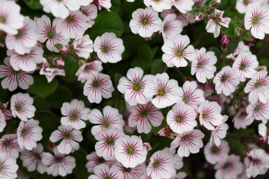 Schleierkraut Gypsophila cerastioides 5-10 Topf P9 Gypsophila cerastioides