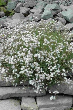 Schleierkraut Gypsophila paniculata 5-10 Topf P9 Gypsophila paniculata