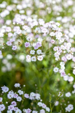Schleierkraut Gypsophila paniculata 5-10 Topf P9 Gypsophila paniculata