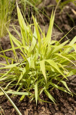 Hakonegras Hakonechloa macra 'Allgold' 5-10 Topf P9 Hakonechloa macra 'Allgold'