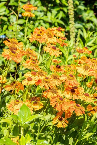 Sonnenbraut Helenium 'Rauchtopas' 5-10 Topf P9 Helenium 'Rauchtopas'