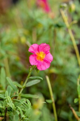 Sonnenröschen Helianthemum 'Ben Hope' 5-10 Topf P9 Helianthemum 'Ben Hope'