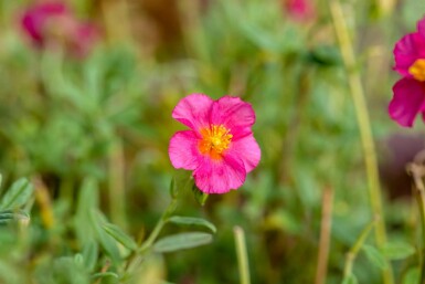 Sonnenröschen Helianthemum 'Ben Hope' 5-10 Topf P9 Helianthemum 'Ben Hope'