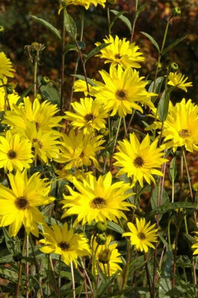 Sonnenblume Helianthus atrorubens 5-10 Topf P9 Helianthus atrorubens