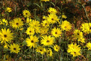 Sonnenblume Helianthus atrorubens 5-10 Topf P9 Helianthus atrorubens