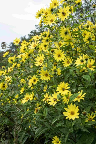 Sonnenblume Helianthus microcephalus 'Lemon Queen' 5-10 Topf P9 Helianthus microcephalus 'Lemon Queen'