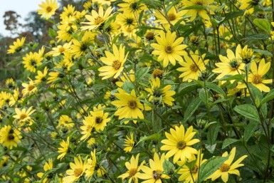 Sonnenblume Helianthus microcephalus 'Lemon Queen' 5-10 Topf P9 Helianthus microcephalus 'Lemon Queen'