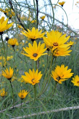 Weidenblättrige sonnenblume Helianthus salicifolius 5-10 Topf P9 Helianthus salicifolius