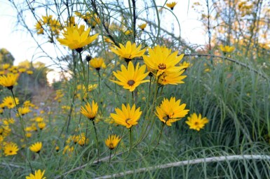 Weidenblättrige sonnenblume Helianthus salicifolius 5-10 Topf P9 Helianthus salicifolius