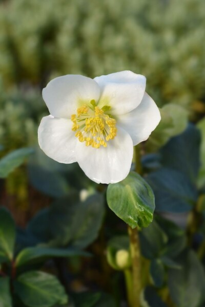 Christrose Helleborus niger 'Christmas Carol' 5-10 Topf P9 Helleborus niger 'Christmas Carol'
