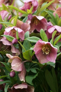 Lenzrose Helleborus orientalis 5-10 Topf P9 Helleborus orientalis