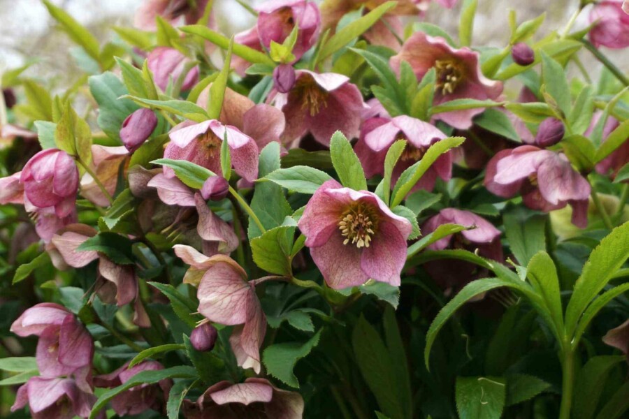 Lenzrose Helleborus orientalis 5-10 Topf P9 Helleborus orientalis