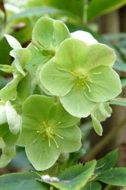 Nieswurz Helleborus sternii 5-10 Topf P9 Helleborus sternii