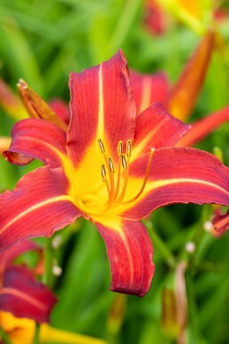 Tageslilie Hemerocallis 'Autumn Red' 5-10 Topf P9 Hemerocallis 'Autumn Red'