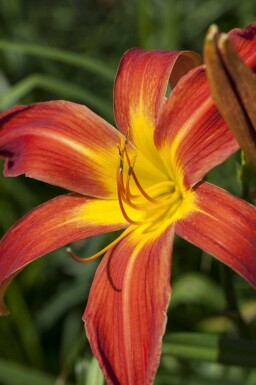 Tageslilie Hemerocallis 'Autumn Red' 5-10 Topf P9 Hemerocallis 'Autumn Red'