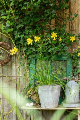 Taglilie Hemerocallis 'Citrina' 5-10 Topf P9 Hemerocallis 'Citrina'