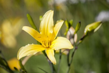 Taglilie Hemerocallis 'Citrina' 5-10 Topf P9 Hemerocallis 'Citrina'