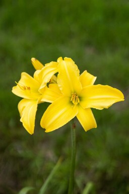 Tageslilie Hemerocallis 'Corky' 5-10 Topf P9 Hemerocallis 'Corky'