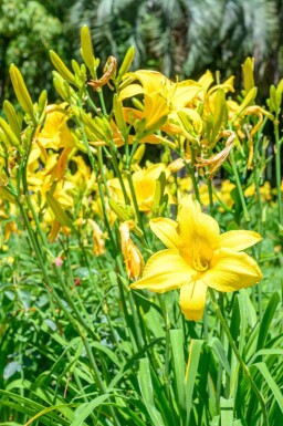 Tageslilie Hemerocallis flava 5-10 Topf P9 Hemerocallis flava