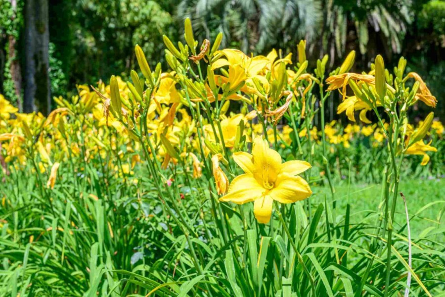 Tageslilie Hemerocallis flava 5-10 Topf P9 Hemerocallis flava