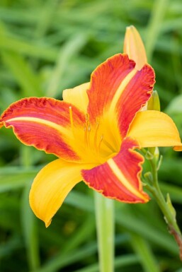 Taglilie Hemerocallis 'Frans Hals' 5-10 Topf P9 Hemerocallis 'Frans Hals'