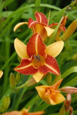 Taglilie Hemerocallis 'Frans Hals' 5-10 Topf P9 Hemerocallis 'Frans Hals'