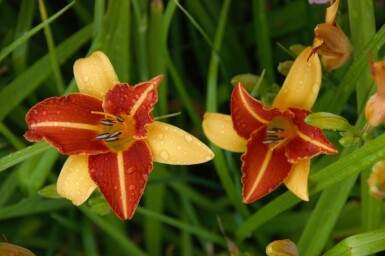 Taglilie Hemerocallis 'Frans Hals' 5-10 Topf P9 Hemerocallis 'Frans Hals'