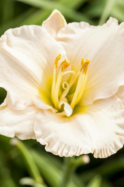 Tageslilie Hemerocallis 'Gentle Shepherd' 5-10 Topf P9 Hemerocallis 'Gentle Shepherd'